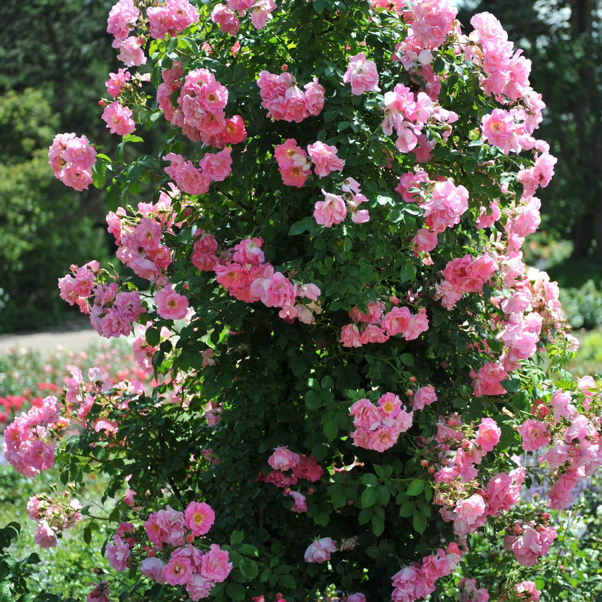 Kletterrose 'Manita' (Rosa 'Manita')