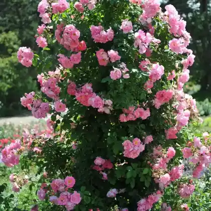 Foto von Kletterrose 'Manita' (Rosa 'Manita')