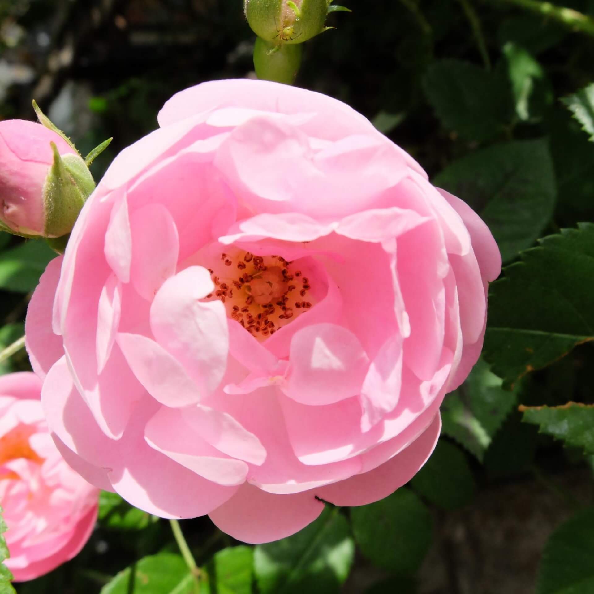 Ramblerrose 'Raubritter' (Rosa 'Raubritter')