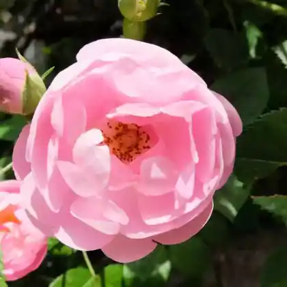 Foto von Ramblerrose 'Raubritter' (Rosa 'Raubritter')