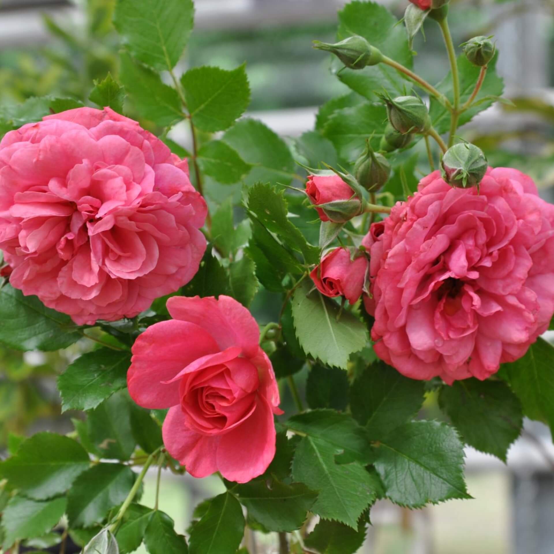 Kletterrose 'Rosarium Utersen' (Rosa 'Rosarium Uetersen')