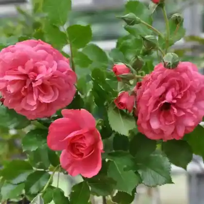 Foto von Kletterrose 'Rosarium Utersen' (Rosa 'Rosarium Uetersen')