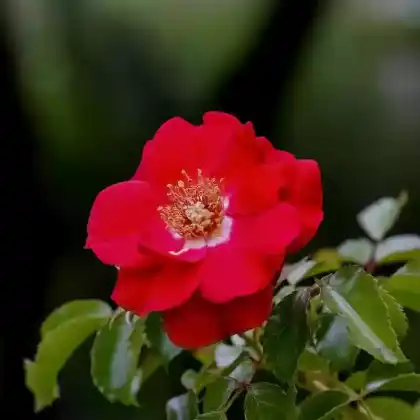 Foto von Kletterrose 'Rotfassade' (Rosa 'Rotfassade')