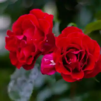 Foto von Kletterrose 'Santana' (Rosa 'Santana')