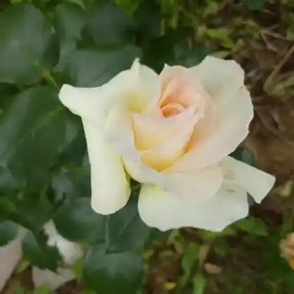 Foto von Kletterrose 'Schneewalzer' (Rosa 'Schneewalzer')