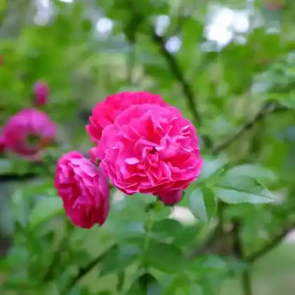Foto von Ramblerrose 'Super Dorothy' (Rosa 'Super Dorothy')