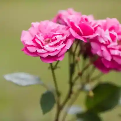 Foto von Ramblerrose 'Super Excelsa' (Rosa 'Super Excelsa')