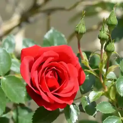 Foto von Kletterrose 'Sympathie' (Rosa 'Sympathie')