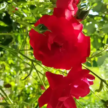 Foto von Kletterrose 'Tradition 95' (Rosa 'Tradition 95')