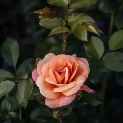 Foto von Beetrose 'Aprikola' (Rosa 'Aprikola')