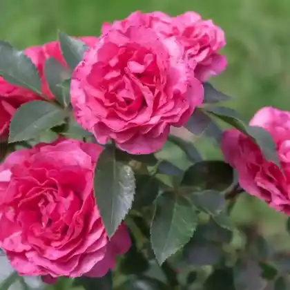 Foto von Beetrose 'Bad Birnbach' (Rosa 'Bad Birnbach')