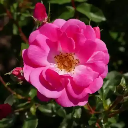 Foto von Beetrose 'Bad Wörishofen 2005' (Rosa 'Bad Wörishofen 2005')