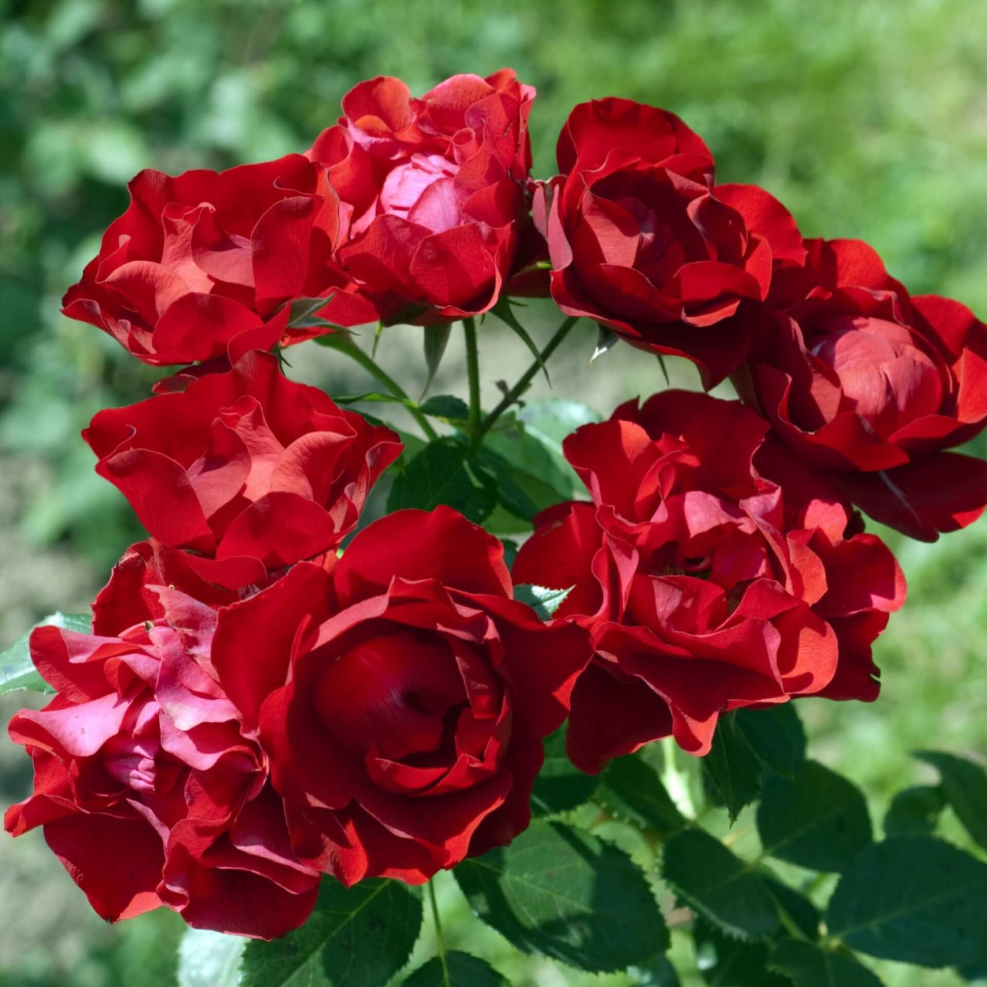 Beetrose 'Black Forest Rose' (Rosa 'Black Forest Rose')