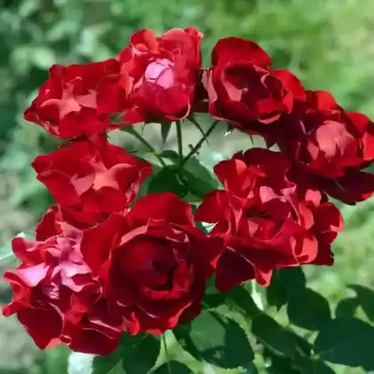 Foto von Beetrose 'Black Forest Rose' (Rosa 'Black Forest Rose')