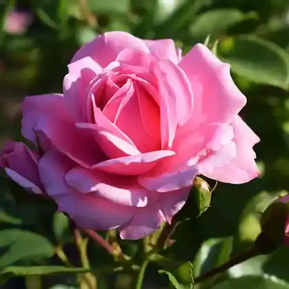 Foto von Beetrose 'Bonica 82' (Rosa 'Bonica 82')