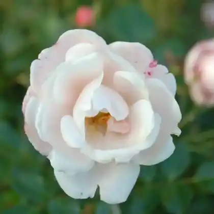 Foto von Beetrose 'Brautzauber' (Rosa 'Brautzauber')