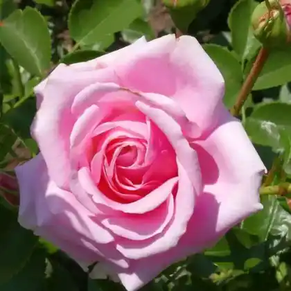 Foto von Beetrose 'Crescendo' (Rosa 'Crescendo')