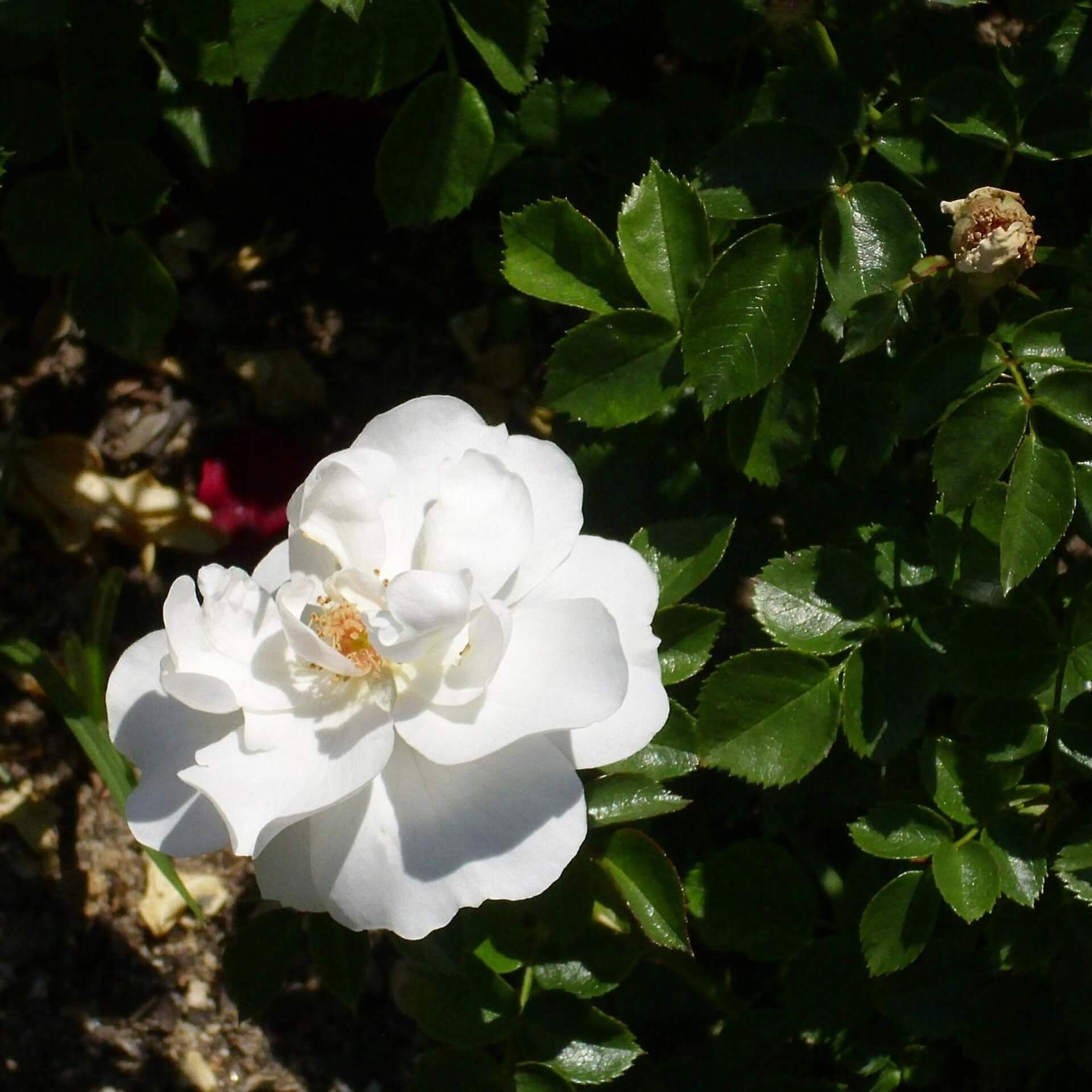 Beetrose 'Diamond Border' (Rosa 'Diamond Border')