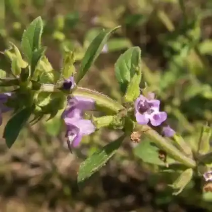 Foto von Steinquendel (Acinos arvensis)