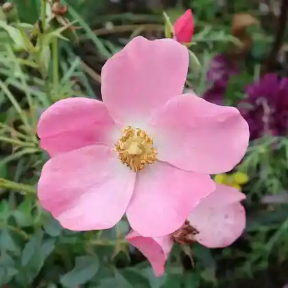 Foto von Beetrose 'Fortuna' (Rosa 'Fortuna')
