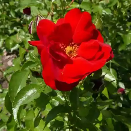 Foto von Beetrose 'Kronjuwel' (Rosa 'Kronjuwel')