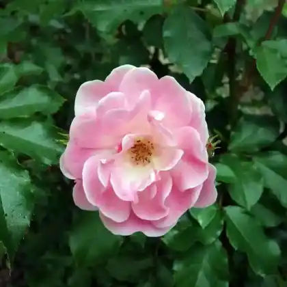 Foto von Beetrose' Maxi Vita' (Rosa 'Maxi Vita')