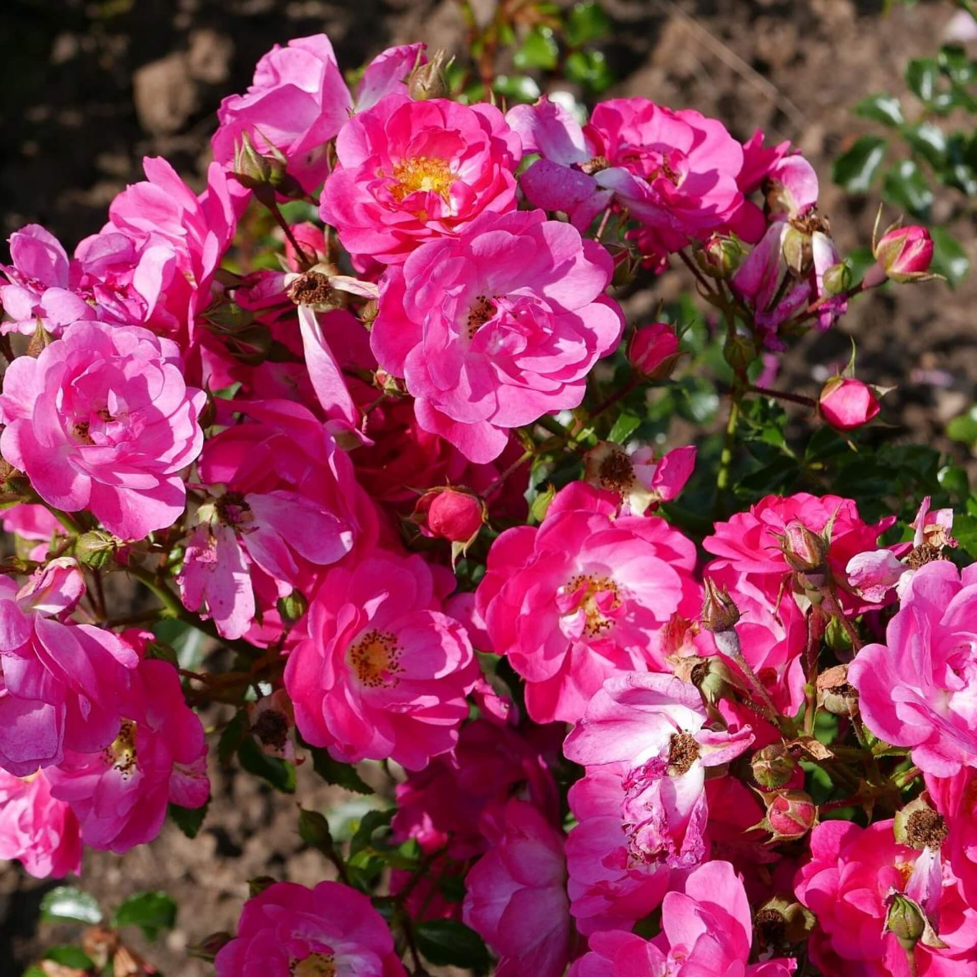 Beetrose 'Neon' (Rosa 'Neon')