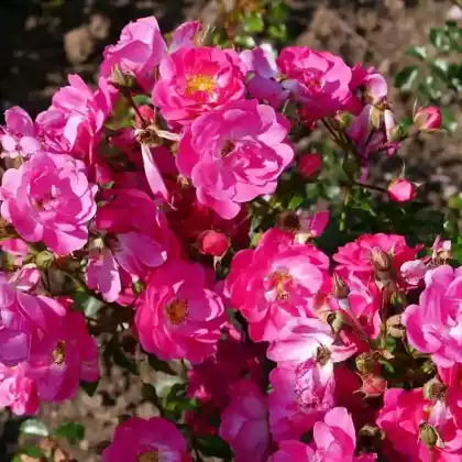 Foto von Beetrose 'Neon' (Rosa 'Neon')