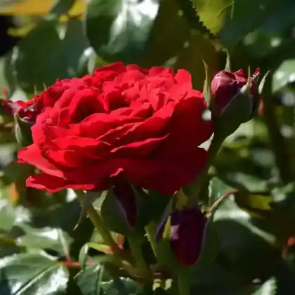 Foto von Beetrose 'Red Leonardo da Vinci' (Rosa 'Red Leonardo da Vinci')