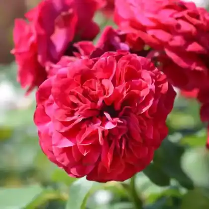 Foto von Beetrose 'Rouge Meilove' (Rosa 'Rouge Meilove')