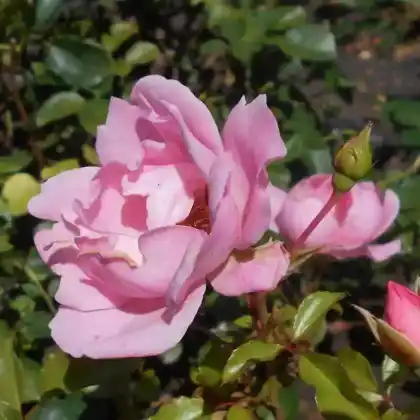 Foto von Beetrose 'Sommerwind' (Rosa 'Sommerwind')