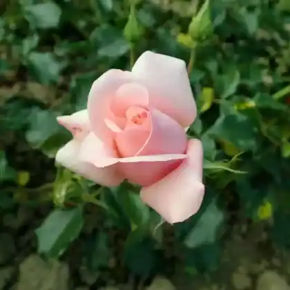 Foto von Beetrose 'Vinesse' (Rosa 'Vinesse')