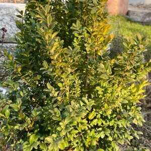 Buxus sempervirens