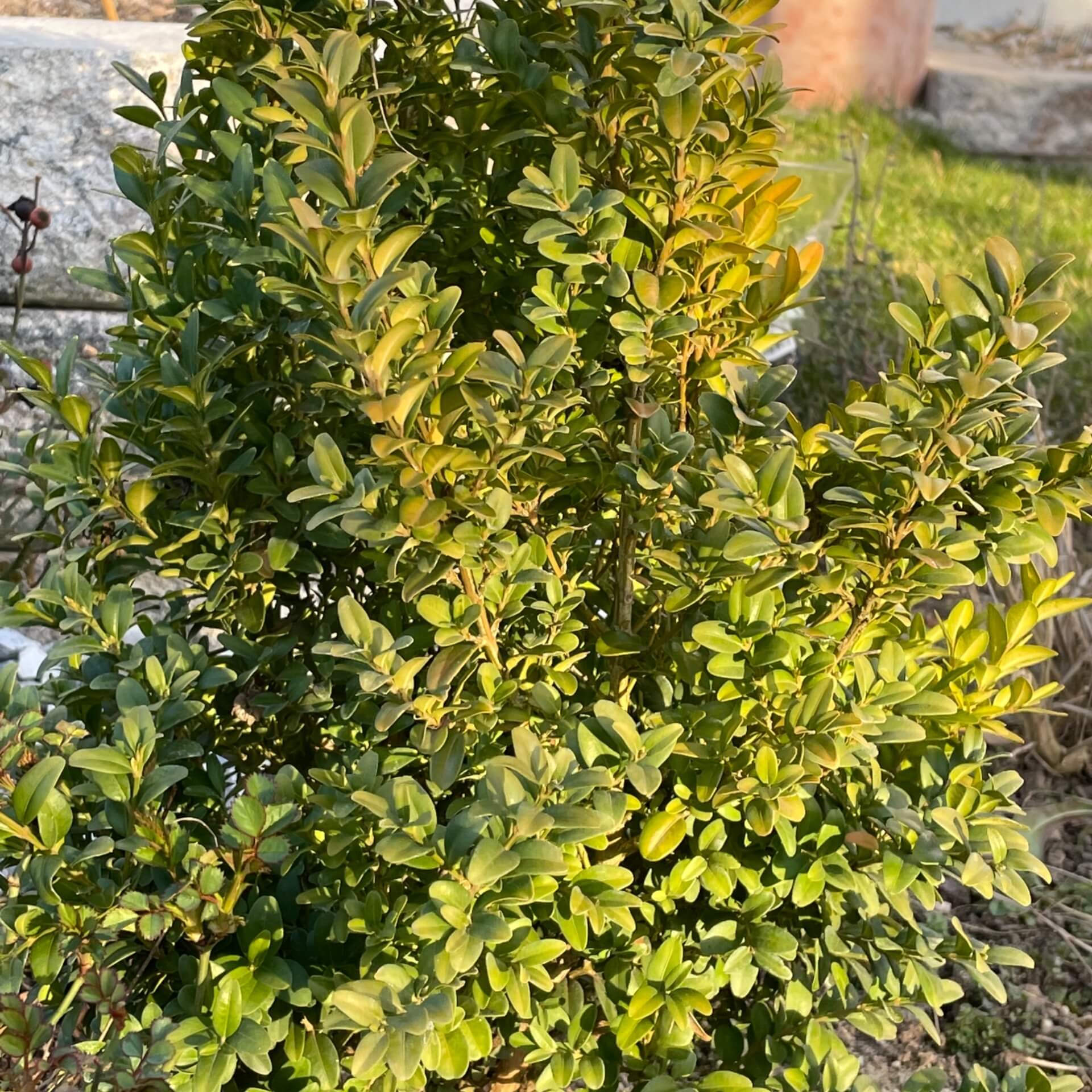 Gewöhnlicher Buchsbaum (Buxus sempervirens)