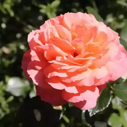 Foto von Edelrose 'Augusta Luise' (Rosa 'Augusta Luise')
