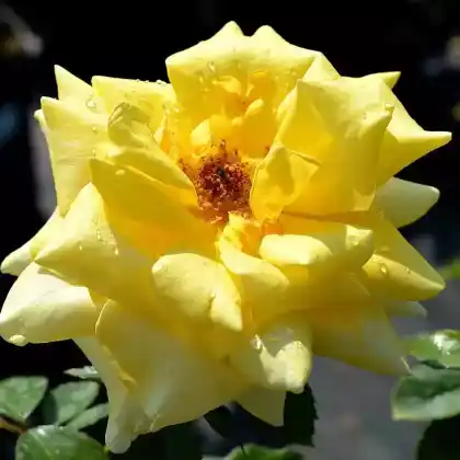 Foto von Edelrose 'Berolina' (Rosa 'Berolina')