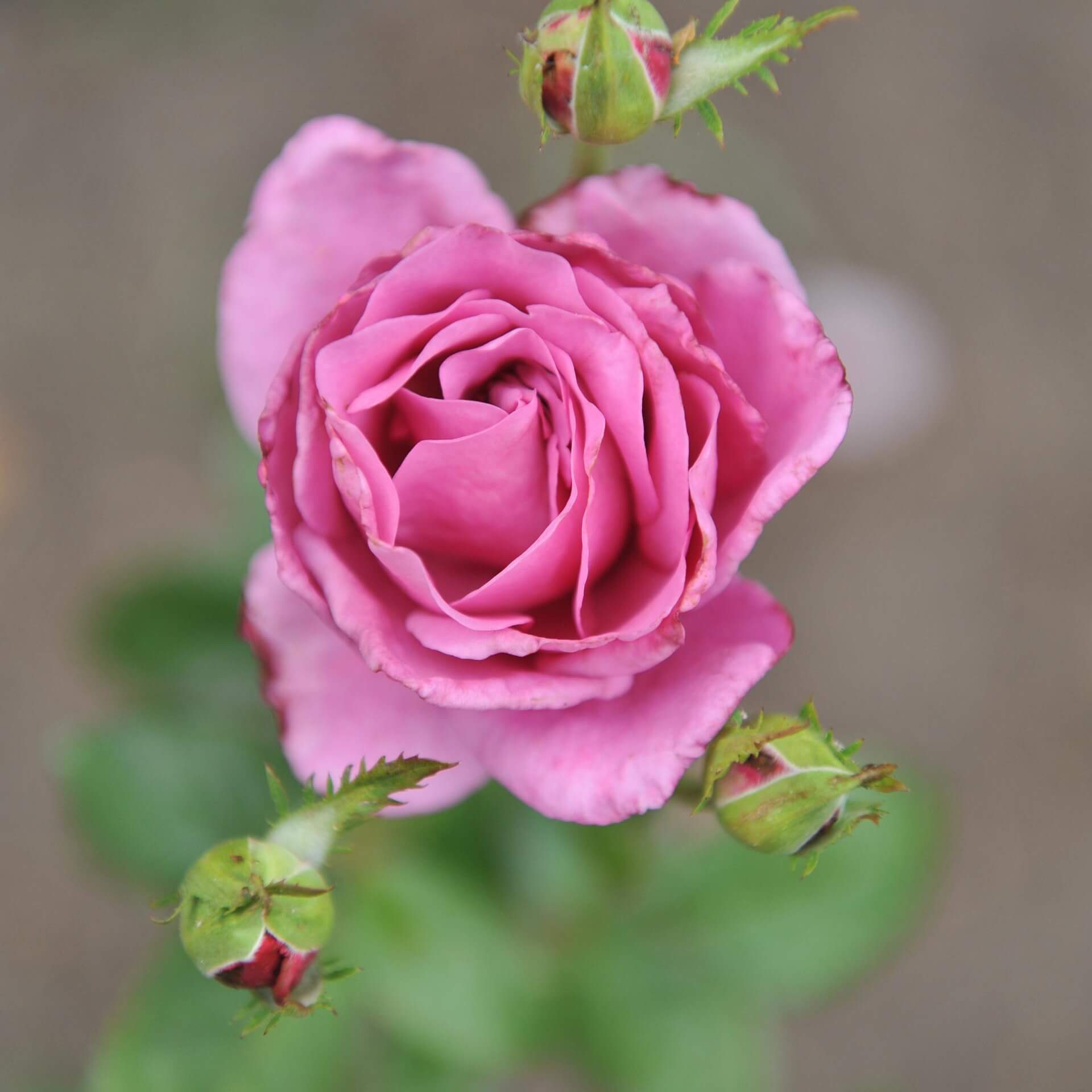 Edelrose 'Blue River' (Rosa 'Blue River')