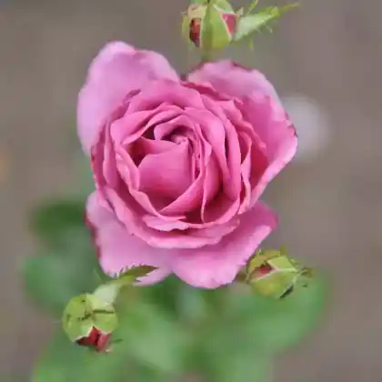 Foto von Edelrose 'Blue River' (Rosa 'Blue River')