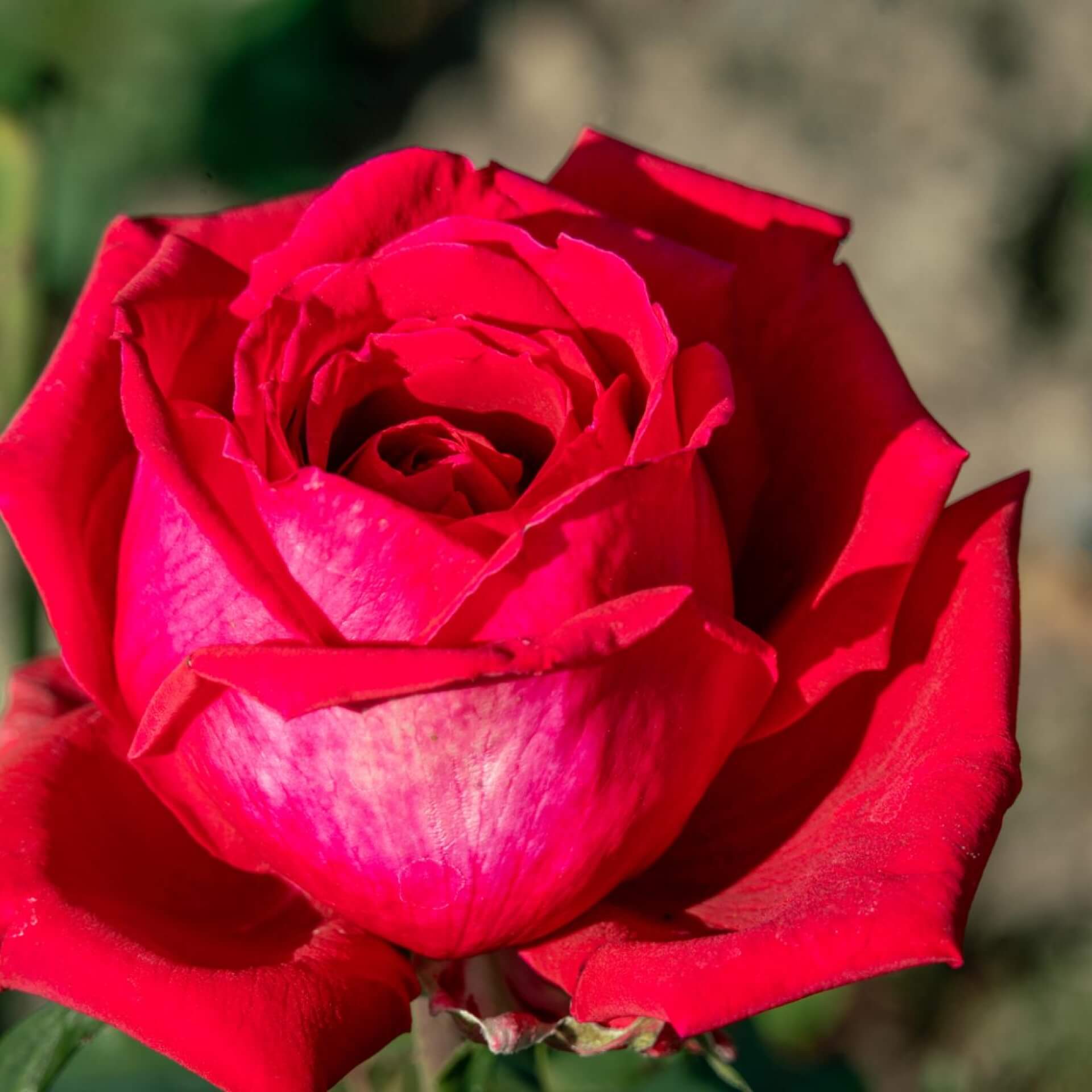 Edelrose 'Duftfestival' (Rosa 'Duftfestival')