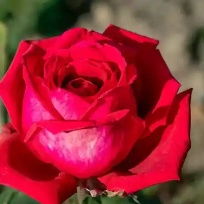 Foto von Edelrose 'Duftfestival' (Rosa 'Duftfestival')