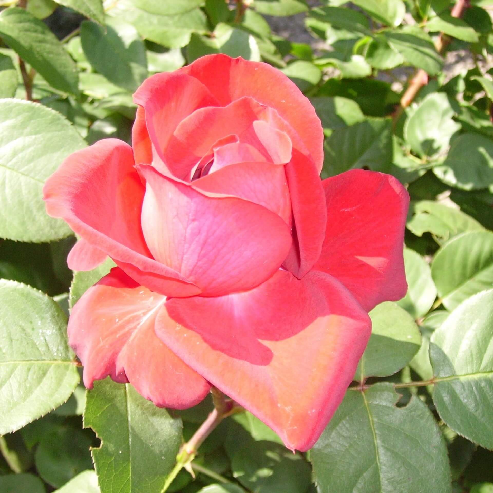 Edelrose 'Duftzauber 84' (Rosa 'Duftzauber 84')