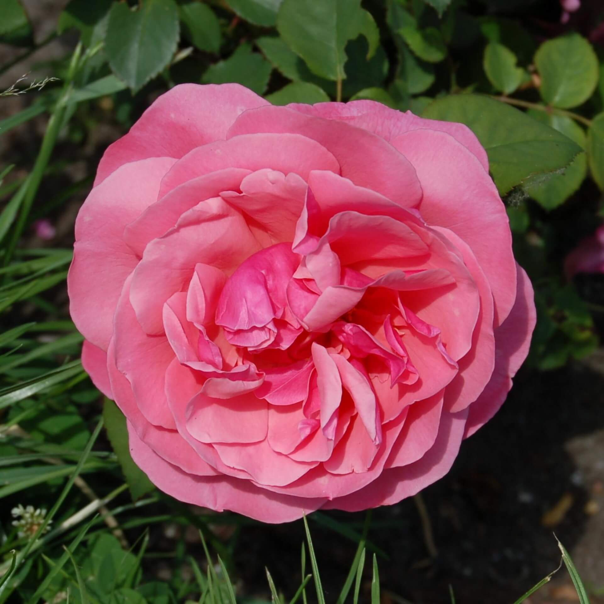 Edelrose 'Elbflorenz' (Rosa 'Elbflorenz')