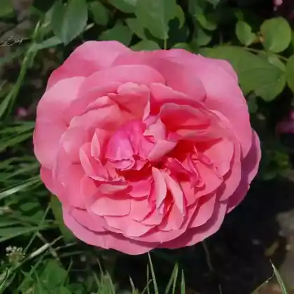Foto von Edelrose 'Elbflorenz' (Rosa 'Elbflorenz')