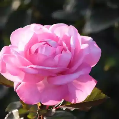 Foto von Edelrose 'Eliza' (Rosa 'Eliza')
