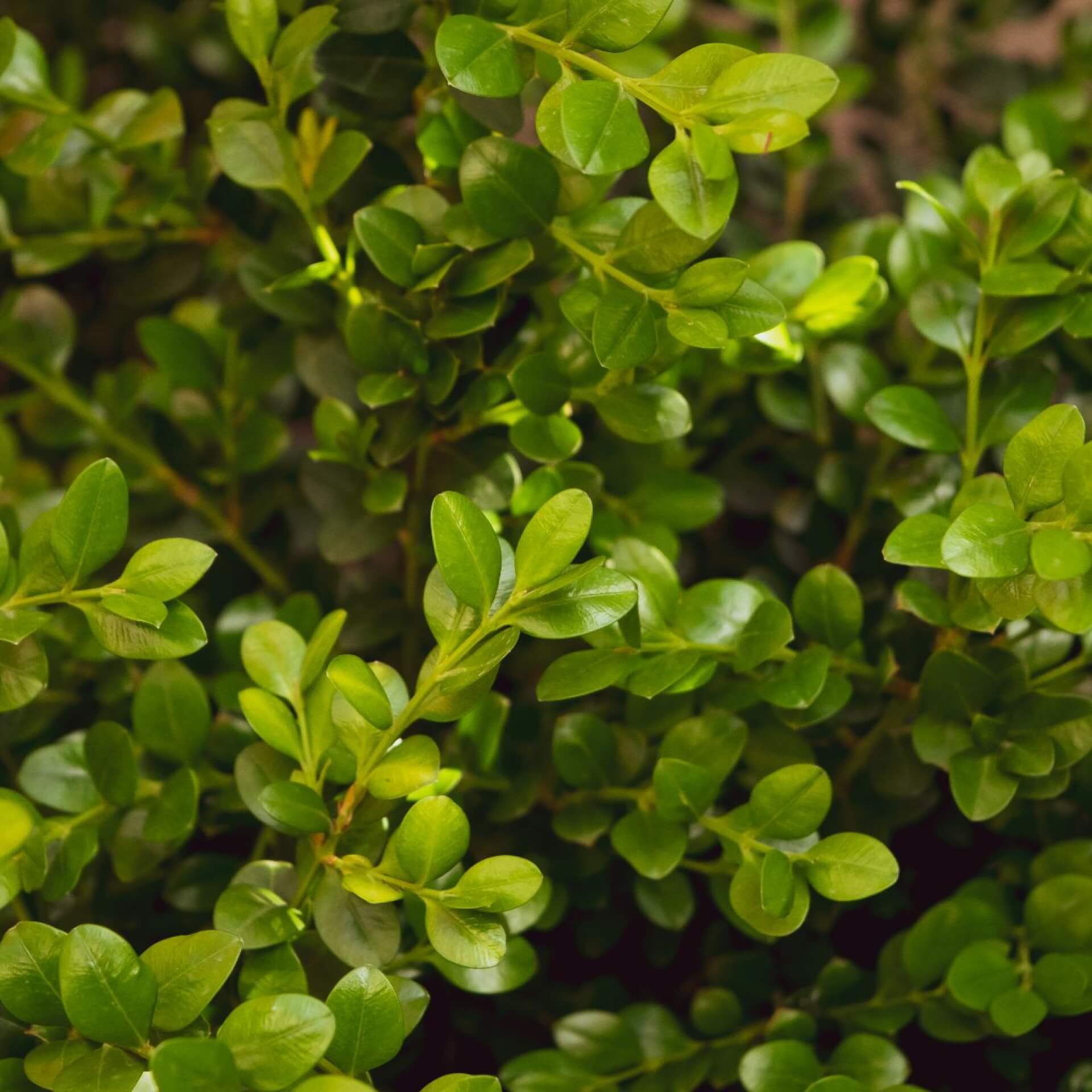 Buchsbaum 'Rotundifolia' (Buxus sempervirens 'Rotundifolia')