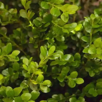 Foto von Buchsbaum 'Rotundifolia' (Buxus sempervirens 'Rotundifolia')