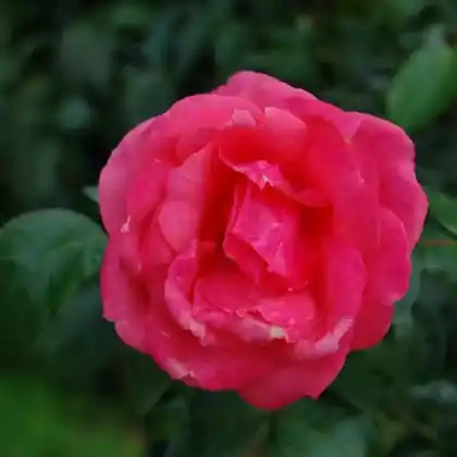 Foto von Edelrose 'Focus' (Rosa 'Focus')