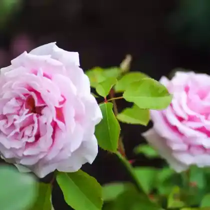 Foto von Edelrose 'Frederic Mistral' (Rosa 'Frederic Mistral')