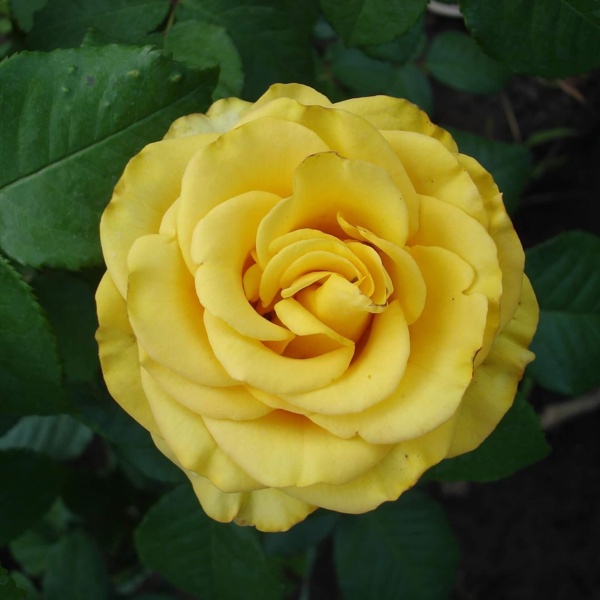 Edelrose 'Golden Medaillon' (Rosa 'Golden Medaillon')