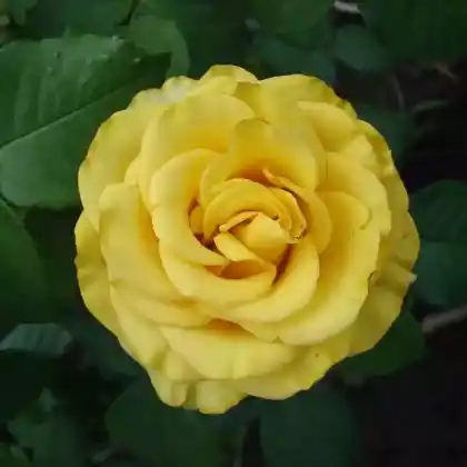 Foto von Edelrose 'Golden Medaillon' (Rosa 'Golden Medaillon')